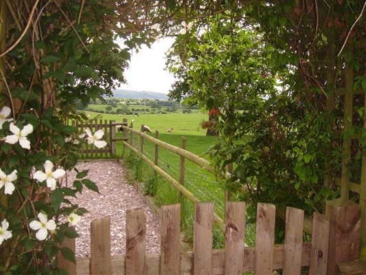 Clematis arch